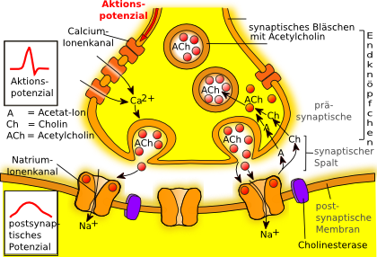 chemische VorgÃ¤nge an der Synapse - fÃ¼r Details siehe bitte Text