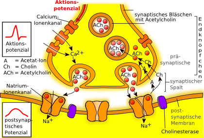 chemische VorgÃƒÂ¤nge an der Synapse - fÃƒÂ¼r Details siehe bitte Text