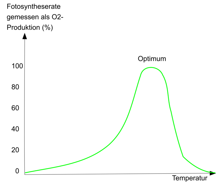 Die Fotosyntheserate in Abhängigkeit der Außentemperatur. Man beachte, dass Lebewesen bei Temperaturerhöhung nicht unendlich besser arbeiten!