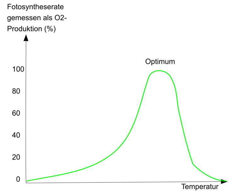 Die Fotosyntheserate in AbhÃƒÂ¤ngigkeit der AuÃƒÂŸentemperatur. Man beachte, dass Lebewesen bei TemperaturerhÃƒÂ¶hung nicht unendlich besser arbeiten!