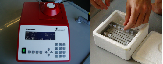 Die PCR wird in Thermozyklern durchgeführt, die in Sekundenschnelle auf die geforderte Temperatur des nächsten Zyklusschrittes aufgeheizt werden können. Hier gezeigt ein Cykler der Firma Biometra. Rechts in der Abbildung: Einblick ins Forschungslabor: Lagerung der PCR-Proben im Eisbad.