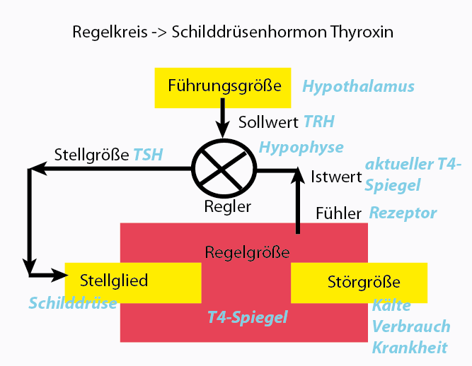 Der Hypothalamus als oberste Instanz erhält ja alle Information der sensorischen Fasern, also auch die der Temperatursinnesorgane. Außerdem gibt es Hinweise, daß die Hypophyse dem Hypothalmus je nach Thyroxinspiegel im Blut ebenfalls Meldung macht. Die Enterorezeptoren zur Messung der Thyroxinkonzentration sitzen in der Hypophyse.  Kälte oder zu niedrige Thyroxinkonzentration führt zur Ausschüttung von TRH, dem Thyreotropin-Releasing Hormon. Dieses regt die Hypophyse zur Produktion von TSH,dem Thyreoidea-stimulierenden Hormon an.  Die Schilddrüse produziert darauf die beiden Hormone T4 und T3, die in den Körperzellen den Energiestoffwechsel anregen. Dadurch wird einerseits die Thyroxinkonzentration im Blut erhöht, was über Rückkopplung der Hypophyse gemeldet wird, andererseits wird die Körpertemperatur durch Wärmeproduktion angehoben. Das Ganze läßt sich wie in Abb. 27 zu sehen ist als Regelkreis formulieren.