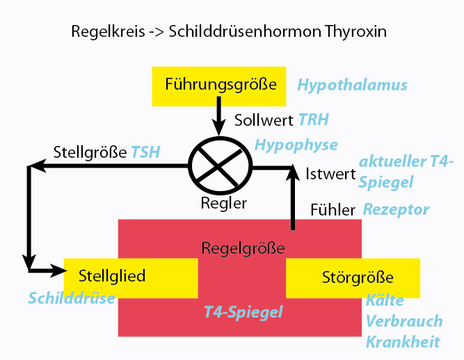 Der Hypothalamus als oberste Instanz erhÃƒÂ¤lt ja alle Information der sensorischen Fasern, also auch die der Temperatursinnesorgane. AuÃƒÂŸerdem gibt es Hinweise, daÃƒÂŸ die Hypophyse dem Hypothalmus je nach Thyroxinspiegel im Blut ebenfalls Meldung macht. Die Enterorezeptoren zur Messung der Thyroxinkonzentration sitzen in der Hypophyse.  KÃƒÂ¤lte oder zu niedrige Thyroxinkonzentration fÃƒÂ¼hrt zur AusschÃƒÂ¼ttung von TRH, dem Thyreotropin-Releasing Hormon. Dieses regt die Hypophyse zur Produktion von TSH,dem Thyreoidea-stimulierenden Hormon an.  Die SchilddrÃƒÂ¼se produziert darauf die beiden Hormone T4 und T3, die in den KÃƒÂ¶rperzellen den Energiestoffwechsel anregen. Dadurch wird einerseits die Thyroxinkonzentration im Blut erhÃƒÂ¶ht, was ÃƒÂ¼ber RÃƒÂ¼ckkopplung der Hypophyse gemeldet wird, andererseits wird die KÃƒÂ¶rpertemperatur durch WÃƒÂ¤rmeproduktion angehoben. Das Ganze lÃƒÂ¤ÃƒÂŸt sich wie in Abb. 27 zu sehen ist als Regelkreis formulieren.