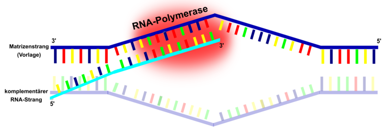 RNA-Polymerase bei der Arbeit: Transkription der DNA-Information. Die auf der 5?-Seite vor dem Gen gelegene Promotorregion bildet ebenso die Bindestelle fr das Enzym RNA-Polymerase. Die RNA-Polymerase arbeitet in 5?-3?-Richtung und baut so einen komplementren, einzelstrngigen RNA-Strang auf. Dieser dient zur Vorlage fr die Proteinbiosynthese. Bei Eukaryoten sind ebenso Transkriptionsfaktoren (Proteine) an dem Prozess der Transkription beteiligt.