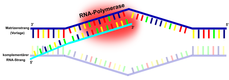 RNA-Polymerase bei der Arbeit: Transkription der DNA-Information. Die auf der 5?-Seite vor dem Gen gelegene Promotorregion bildet ebenso die Bindestelle fÃ¼r das Enzym RNA-Polymerase. Die RNA-Polymerase arbeitet in 5?-3?-Richtung und baut so einen komplementÃ¤ren, einzelstrÃ¤ngigen RNA-Strang auf. Dieser dient zur Vorlage fÃ¼r die Proteinbiosynthese. Bei Eukaryoten sind ebenso Transkriptionsfaktoren (Proteine) an dem Prozess der Transkription beteiligt.