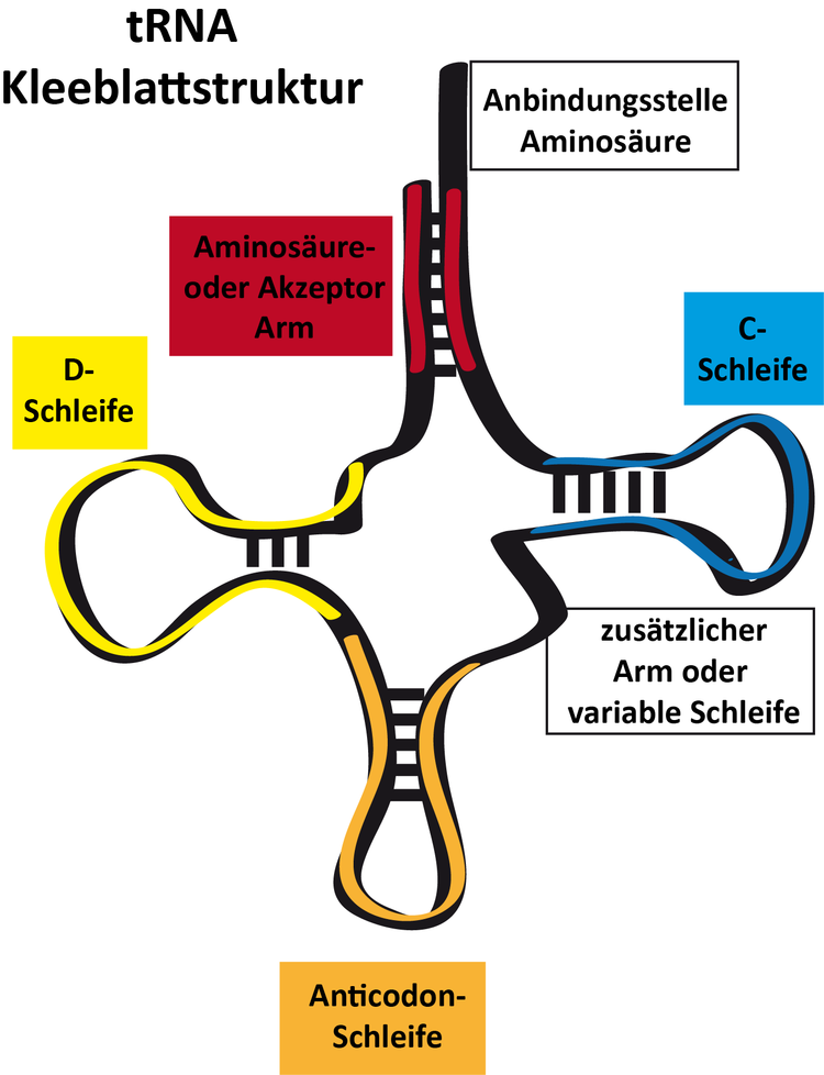 Die tRNA zeichnet sich durch eine charakteristische Kleeblattstruktur aus. Gut erkennbar sind der Anticodomarm und der Akzeptorstamm, die Funktionseinheiten zur Interaktion mit der mRNA bzw. die Anbindungsstelle fÃƒÂ¼r die AminosÃƒÂ¤ure.