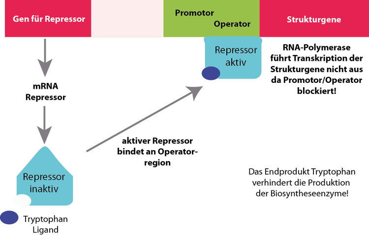 Tryptophan-Operon ?AUS': Tryptophan ist vorhanden. Der Stoffwechselweg kann nun wieder stillgelegt werden. Als Corepressor bindet die Aminosäure Tryptophan an das Repressorprotein. Der Repressor wird dadurch aktiviert und bindet nun an die Promotor/Operatorregion des Trp-Operons. Damit wird die Transkription unterbrochen, mRNA der Strukturgene wird nicht hergestellt. Das Operon ist ?ZU?. Zustand ?ZU': * Corepressor Tryptophan aktiviert Repressorprotein * Promotorregion blockiert!