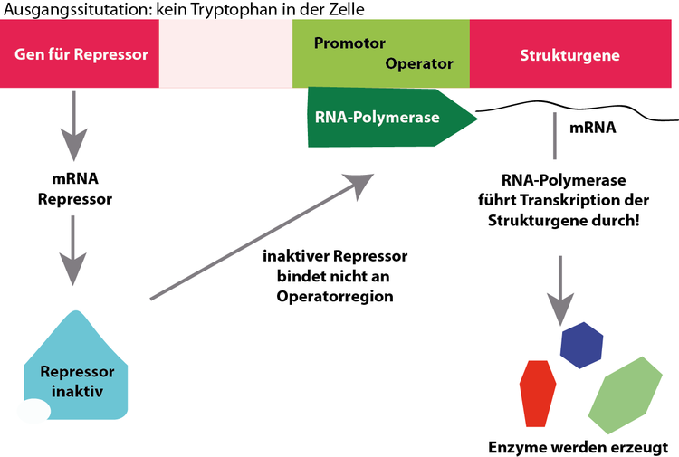 TryptophanOperon Molekularbiologie RheinlandPfalz