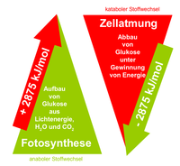 Fotosynthese und Zellatmung sind energetisch gesehen zwei gegenl�ufige Prozesse. W�hrend der anabole Stoffwechsel (Fotosynthese) Biomolek�le als langfristige Energiespeicher aufbaut, werden diese im katabolen Stoffwechsel (Zellatmung) zur Energiegewinnung abgebaut.
