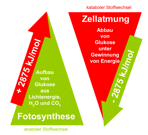 Fotosynthese und Zellatmung sind energetisch gesehen zwei gegenläufige Prozesse. Während der anabole Stoffwechsel (Fotosynthese) Biomoleküle als langfristige Energiespeicher aufbaut, werden diese im katabolen Stoffwechsel (Zellatmung) zur Energiegewinnung abgebaut. Fotosynthese und Zellatmung sind energetisch gesehen zwei gegenläufige Prozesse. Während der anabole Stoffwechsel (Fotosynthese) Biomoleküle als langfristige Energiespeicher aufbaut, werden diese im katabolen Stoffwechsel (Zellatmung) zur Energiegewinnung abgebaut.