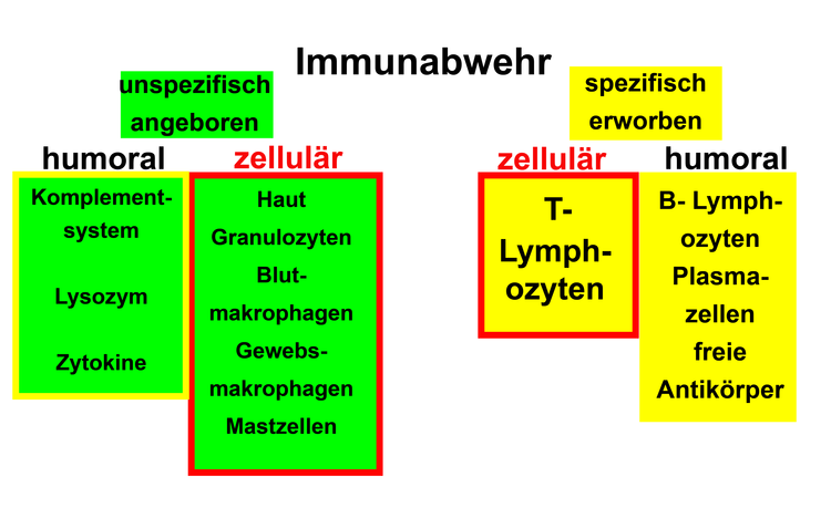 Ãberblick Ã¼ber das Immunsystem. Das menschliche Immunsystem konzentriert sich nicht auf ein Organ. Es ?durchspannt? den ganzen KÃ¶rper, indem verschiedenste Organe, Strukturen und Proteine eng zusammenarbeiten. Neben der angeborenen FÃ¤higkeit des KÃ¶rpers, sich gegen (Krankheits-)Erreger zu verteidigen, lernt die Immunabwehr ein Leben lang, gegen Eindringlinge anzukÃ¤mpfen.