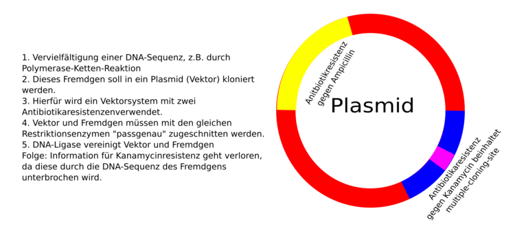 Klonierung eines Inserts, dabei wird doppelte Resistenz zerstört! Stempeltechnik zeigt das Ergebnis der gelungenen Klonierung!