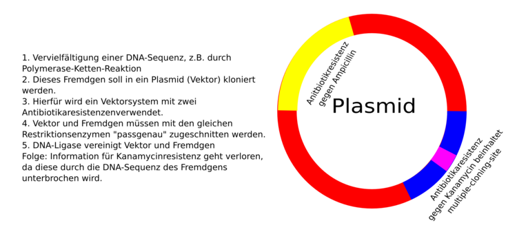 Klonierung eines Inserts, dabei wird doppelte Resistenz zerstÃƒÂ¶rt! Stempeltechnik zeigt das Ergebnis der gelungenen Klonierung!