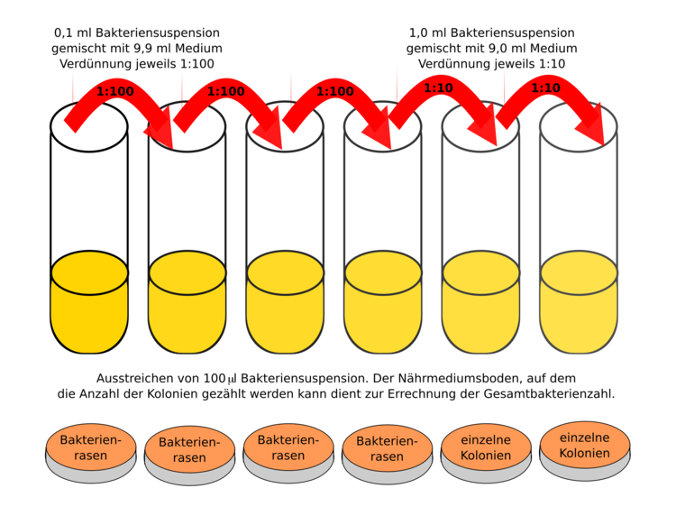 Für die Auswertung der Bakterienanzahl ist es wichtig Nährmedien mit einer zählbaren Anzahl Bakterienkolonien zu erzeugen. Dazu werden Verdünnungsreihen einer unbekannten Kultur angelegt. Die zählbare Platte wird ausgewertet, die Anzahl Bakterien auf die unverdünnte Kultur hochgerechnet.