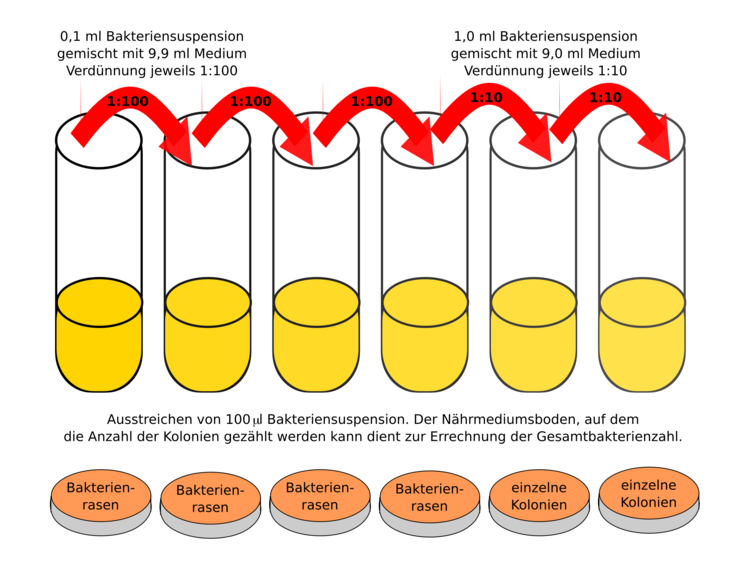 FÃƒÂ¼r die Auswertung der Bakterienanzahl ist es wichtig NÃƒÂ¤hrmedien mit einer zÃƒÂ¤hlbaren Anzahl Bakterienkolonien zu erzeugen. Dazu werden VerdÃƒÂ¼nnungsreihen einer unbekannten Kultur angelegt. Die zÃƒÂ¤hlbare Platte wird ausgewertet, die Anzahl Bakterien auf die unverdÃƒÂ¼nnte Kultur hochgerechnet.