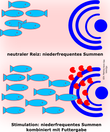 Dinnerbell is ringing! Fische in Freiwasser-Kultur gezogen werden auf ein aqustisches Signal trainiert. Immer wenn das neutrale Signal ertÃ¶nt erhalten sie Futter. Diese Konditionierung wird genutzt um die Fische am Ende der Zuchtphase einzufangen.