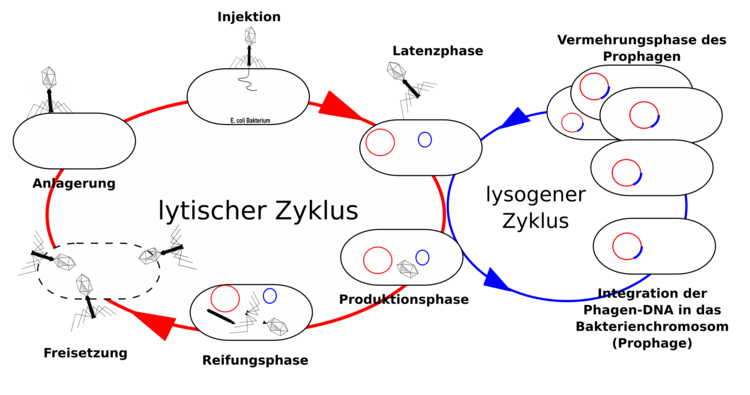 Vermehrungszyklus der Bakteriophagen. Zwei alternative Wege können beschritten werden: der lytische Weg oder der lysogene Weg.