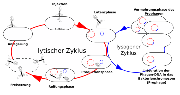 Vermehrungszyklus der Bakteriophagen. Zwei alternative Wege kÃ¶nnen beschritten werden: der lytische Weg oder der lysogene Weg.