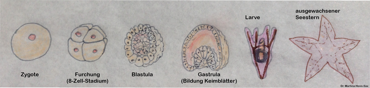 Von der Zygote zum Organismus