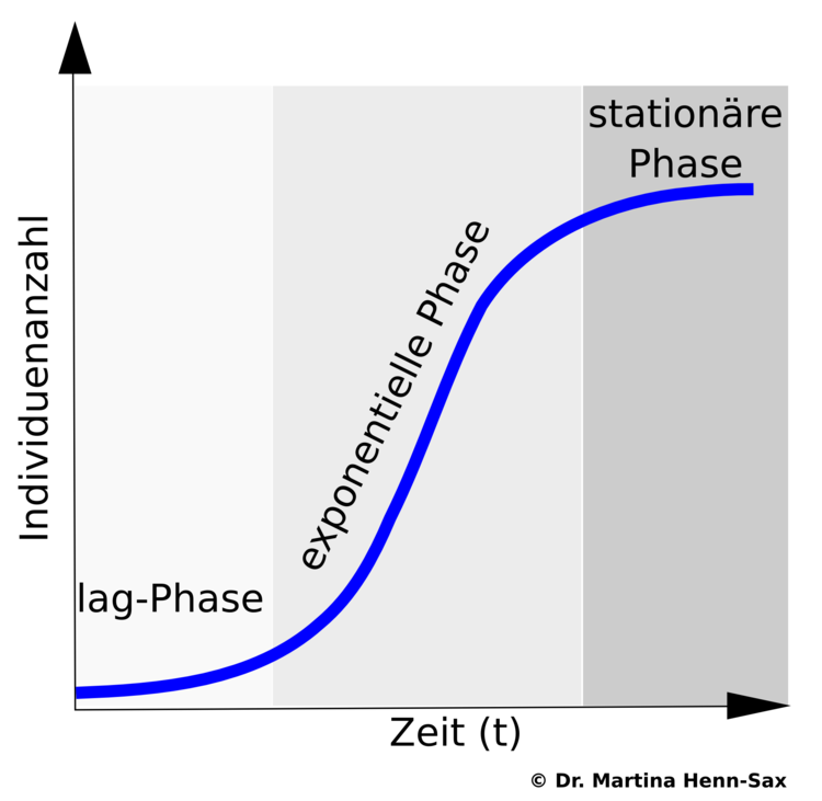 Wachstum einer Bakterienkultur: das Wachstumsverhalten zeigt verschiedene charakteristische Phasen. ÃƒÂœber die langsam beginnenden Teilungsprozesse in der lag-Phase, zur optimalen Teilungsraten in der exponentiellen Phase hin zur stationÃƒÂ¤ren Phase. Hier ist nicht klar ob die Bakterien sich nicht mehr teilen, oder ob 50% der Population sich teilen (und wachsen) und 50% der Population tot sind.....