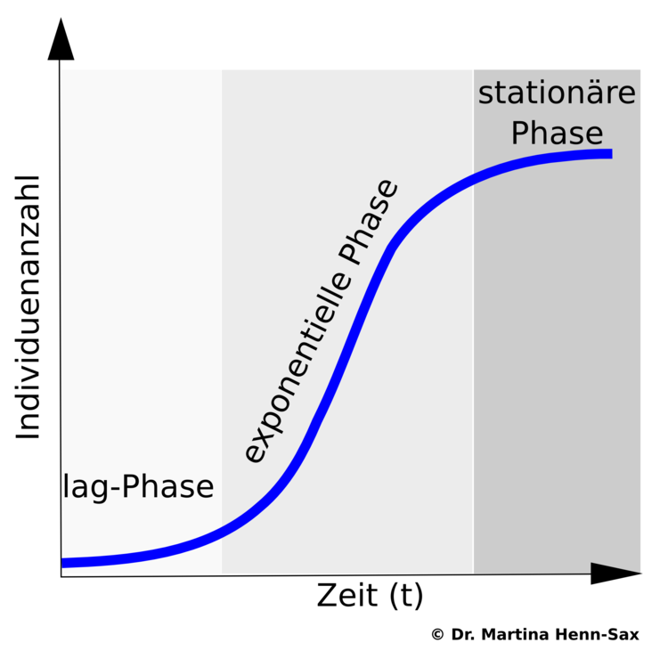 Bakterielles Wachstum zeigt verschiedene Phasen. Im Laborexperiment kann das Wachstum von E. coli-Bakterien sehr genau durch Messung der optischen Dichte der Bakteriensuspension untersucht werden. So ist das Wachstum der Bakterien durch die Begrenzung von Nahrung limitiert. Dies ist gut an der stationären Phase erkennbar. In der exponentiellen Phase findet eine optimale Nahrungsversorgung und damit ein optimales Wachstumsverhalten statt. Für E. coli bedeutet dies alle 20 Minuten eine Zweiteilung zu durchlaufen. Die lag-Phase beschreibt das Wachstumsverhalten von Bakterienzellen, die aus der stationären Phase heraus in reiches Nährmedium gegeben werden. Bakterielles Wachstum zeigt verschiedene Phasen. Im Laborexperiment kann das Wachstum von E. coli-Bakterien sehr genau durch Messung der optischen Dichte der Bakteriensuspension untersucht werden. So ist das Wachstum der Bakterien durch die Begrenzung von Nahrung limitiert. Dies ist gut an der stationären Phase erkennbar. In der exponentiellen Phase findet eine optimale Nahrungsversorgung und damit ein optimales Wachstumsverhalten statt. Für E. coli bedeutet dies alle 20 Minuten eine Zweiteilung zu durchlaufen. Die lag-Phase beschreibt das Wachstumsverhalten von Bakterienzellen, die aus der stationären Phase heraus in reiches Nährmedium gegeben werden.