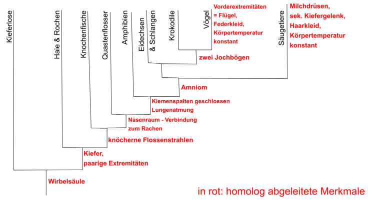 Wirbeltierstammbaum: aufgrund morphologischer Merkmale erfolgt die Einordnung im Stammbaum.