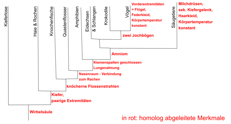 Wirbeltierstammbaum