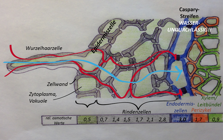 Der Weg des Wassers bzw. der Mineralstoffe durch das Wurzelgewebe