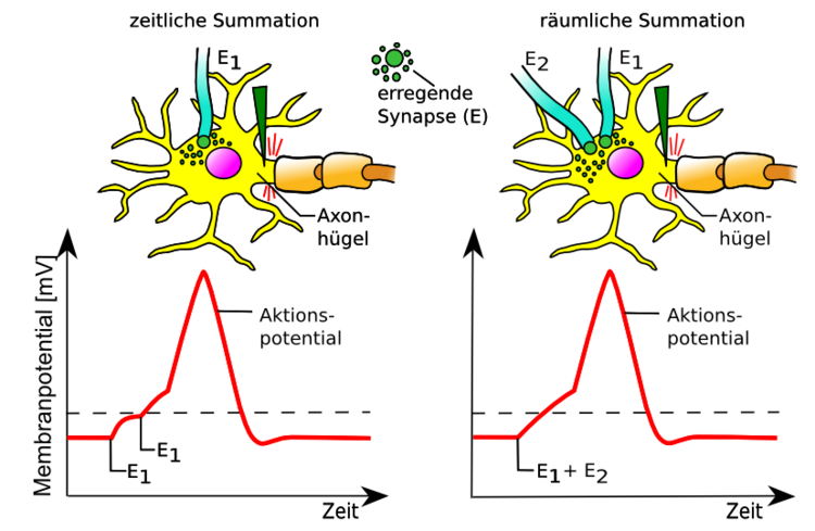 Räumliche und zeitliche summation