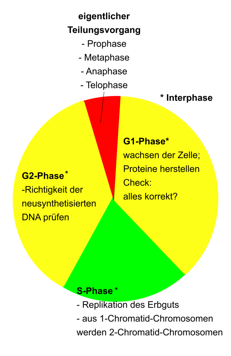 Die Interphase bezeichnet den Zeitraum zwischen zwei Zellteilungen. Dieser zeitlich intensivste Teil des Zellteilungszyklus besteht aus G1-, S-, und G2-Phase. So können im Extremfall Jahre vergehen, bis sich eine Zelle wieder teilt. Kontrollmechanismen, Wachstum und Verdopplung der DNA liegen in dieser Interphase. Der eigentliche Zellteilungsvorgang ist auf einen wesentlich kürzeren Zeitraum beschränkt. (Beschreibung siehe Text). Die Interphase bezeichnet den Zeitraum zwischen zwei Zellteilungen. Dieser zeitlich intensivste Teil des Zellteilungszyklus besteht aus G1-, S-, und G2-Phase. So können im Extremfall Jahre vergehen, bis sich eine Zelle wieder teilt. Kontrollmechanismen, Wachstum und Verdopplung der DNA liegen in dieser Interphase. Der eigentliche Zellteilungsvorgang ist auf einen wesentlich kürzeren Zeitraum beschränkt. (Beschreibung siehe Text).