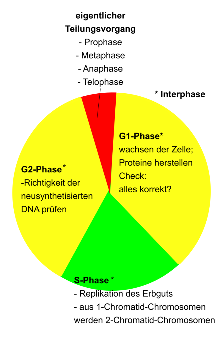 Die Interphase bezeichnet den Zeitraum zwischen zwei Zellteilungen. Dieser zeitlich intensivste Teil des Zellteilungszyklus besteht aus G1-, S-, und G2-Phase. So kÃƒÂ¶nnen im Extremfall Jahre vergehen, bis sich eine Zelle wieder teilt. Kontrollmechanismen, Wachstum und Verdopplung der DNA liegen in dieser Interphase. Der eigentliche Zellteilungsvorgang ist auf einen wesentlich kÃƒÂ¼rzeren Zeitraum beschrÃƒÂ¤nkt. (Beschreibung siehe Text).