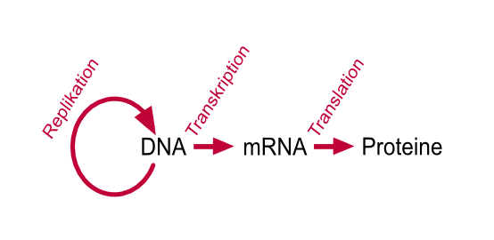 Zentrales Dogma der Molekularbiologie. Die Erbinformation wird in Form der DNA in den Zellen gespeichert. Um Proteine oder Genprodukte herzustellen muss die Information transkribiert und bersetzt werden.