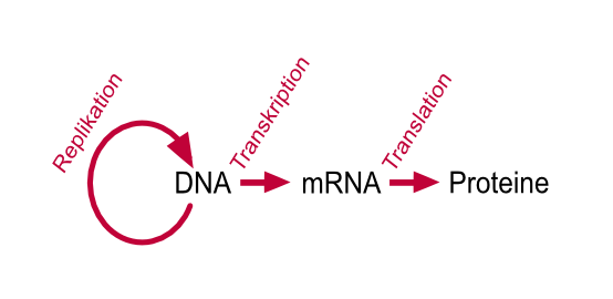 Zentrales Dogma der Molekularbiologie. Die Erbinformation wird in Form der DNA in den Zellen gespeichert. Um Proteine oder Genprodukte herzustellen muss die Information transkribiert und Ã¼bersetzt werden.