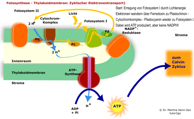 zyklische Fotophosphorylierung -> nur Gewinnung von ATP